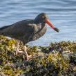 Oyster Catcher Dining by Bob Kroll